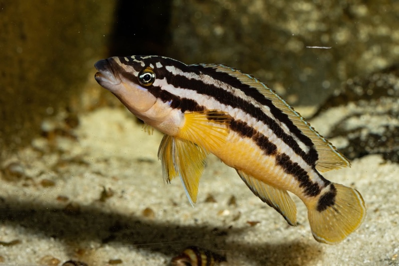 Julidochromis sp. 'ornatus uvira' Uvira